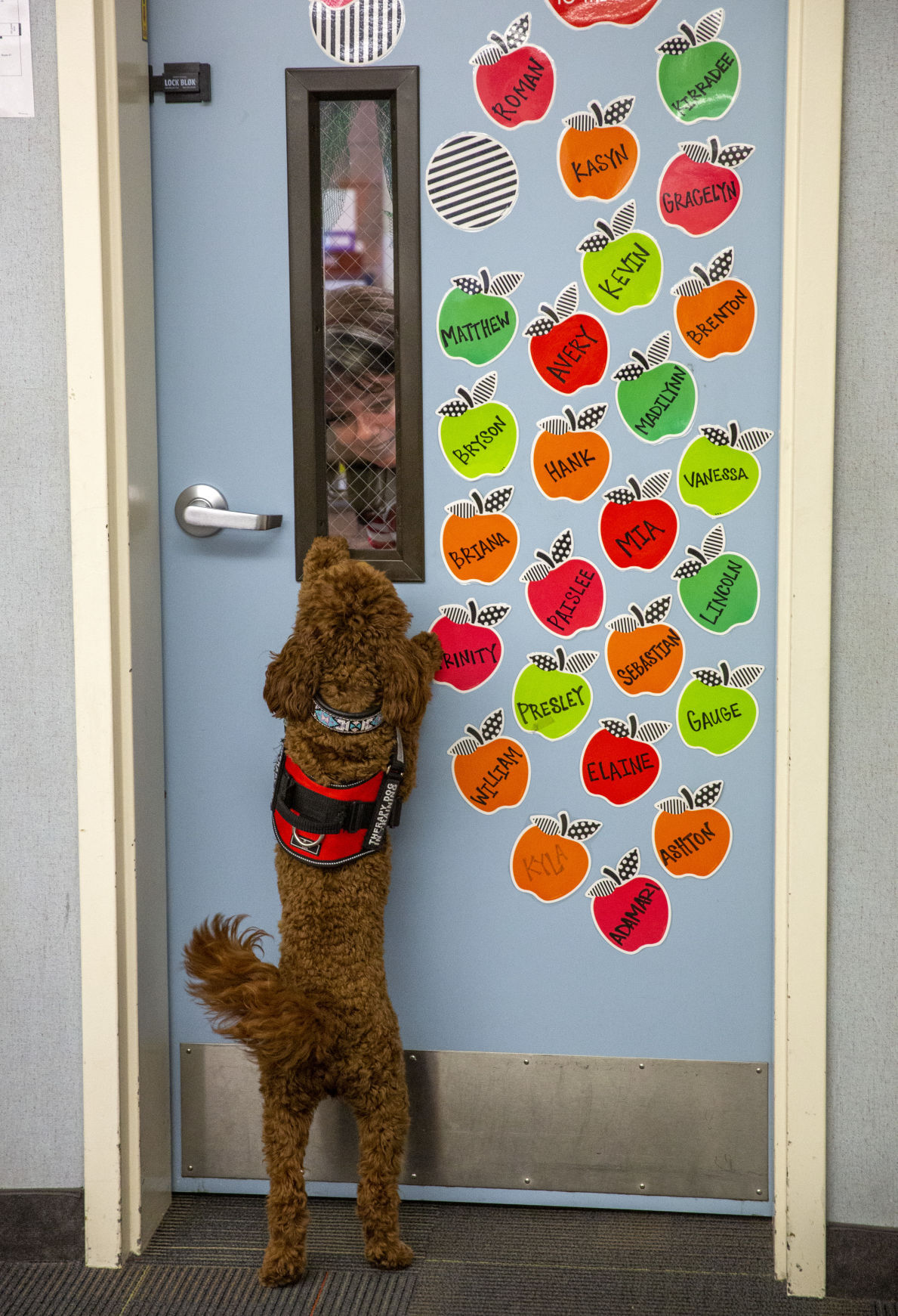 Therapy dogs at White Pine Elementary School